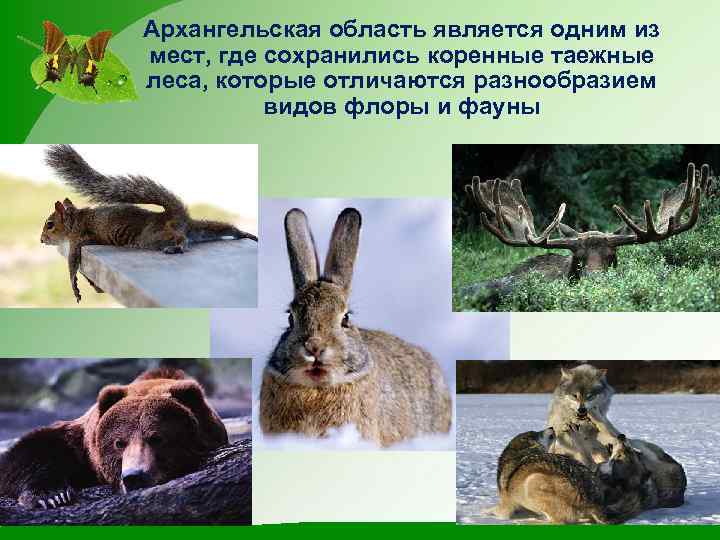 Архангельская область является одним из мест, где сохранились коренные таежные леса, которые отличаются разнообразием