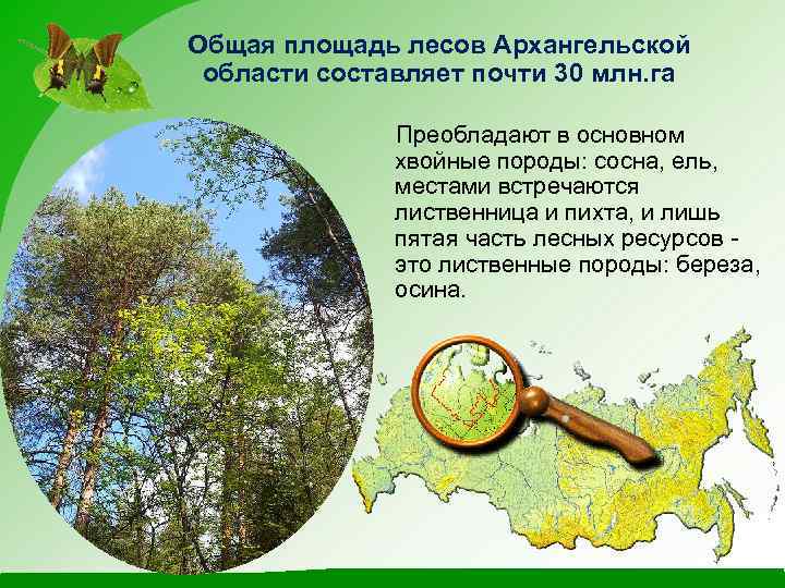 Общая площадь лесов Архангельской области составляет почти 30 млн. га Преобладают в основном хвойные