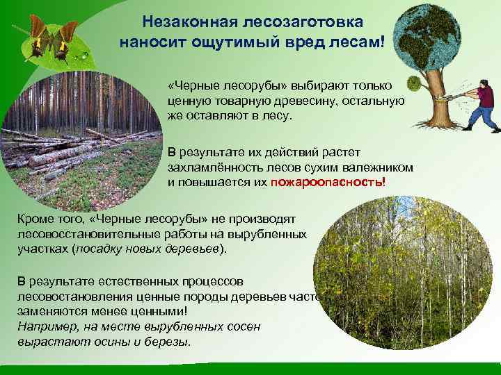 Незаконная лесозаготовка наносит ощутимый вред лесам! «Черные лесорубы» выбирают только ценную товарную древесину, остальную