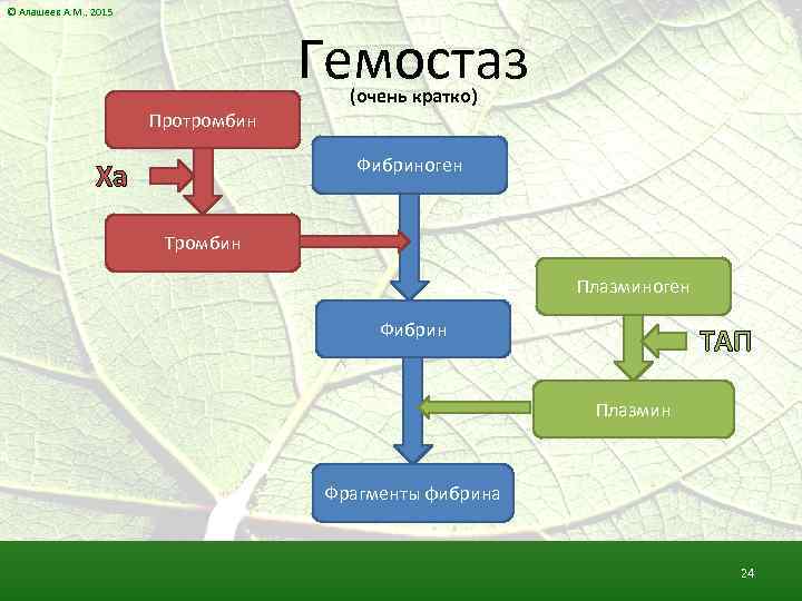 © Алашеев А. М. , 2015 Гемостаз Протромбин (очень кратко) Фибриноген Xa Тромбин Плазминоген