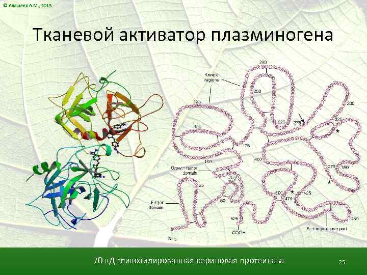 © Алашеев А. М. , 2015 Тканевой активатор плазминогена 70 к. Д гликозилированная сериновая