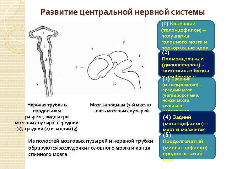 Развитие центральной нервной системы (1) Конечный (телэнцефалон) – полушария головного мозга и подкорковые ядра
