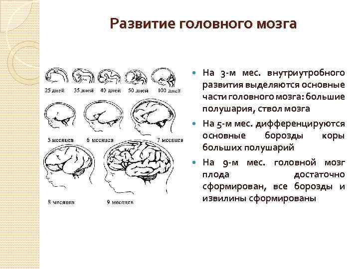 Внутриутробное недоразвитие головного мозга. 12. Закономерности созревания структур мозга в онтогенезе.. Стадии развития головного мозга человека анатомия. Этапы развития коры головного мозга. Фронтальная схема развития головного мозга человека.