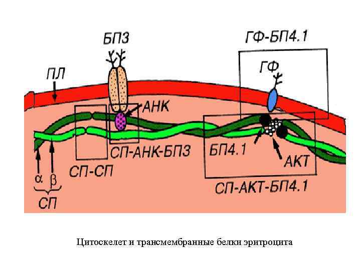 Цитоскелет и трансмембранные белки эритроцита 