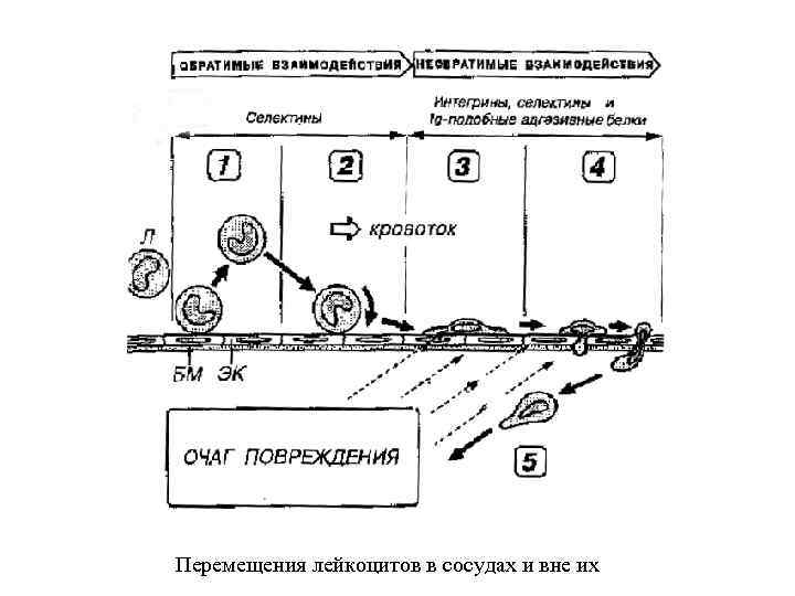 Перемещения лейкоцитов в сосудах и вне их 