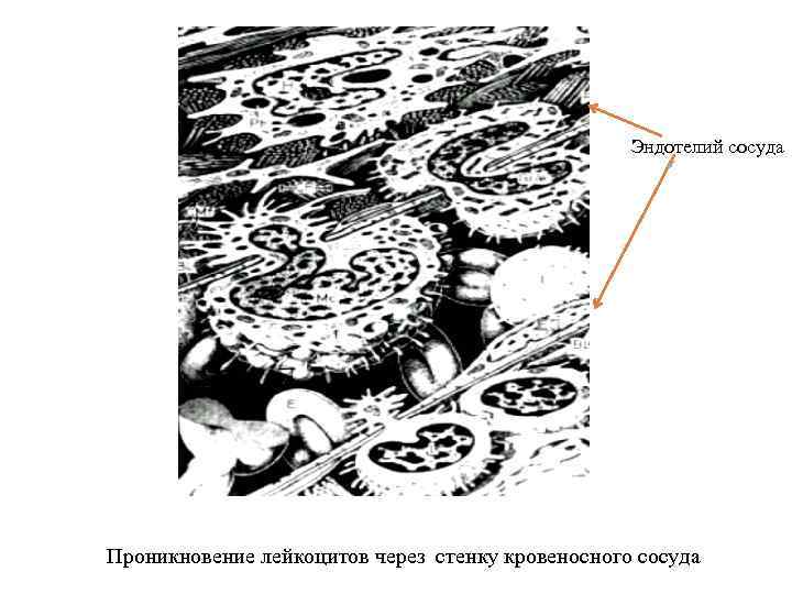 Эндотелий сосуда Проникновение лейкоцитов через стенку кровеносного сосуда 