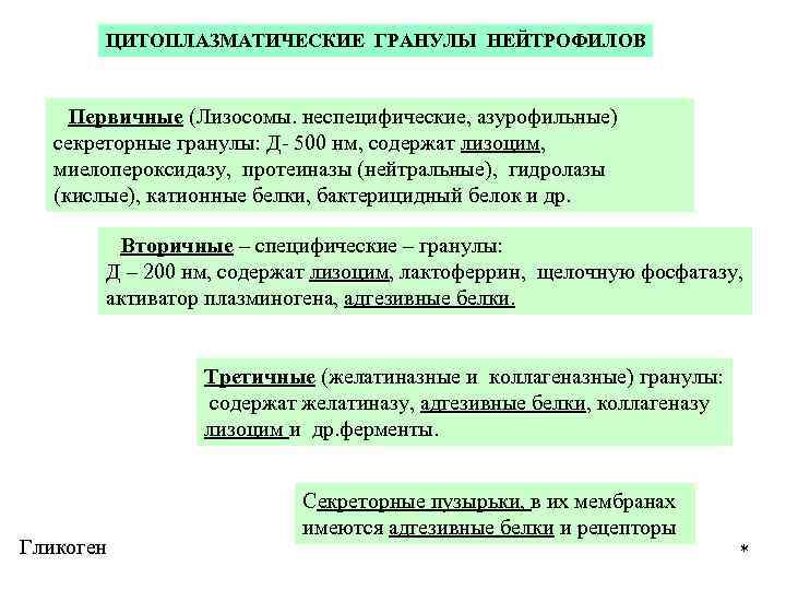 ЦИТОПЛАЗМАТИЧЕСКИЕ ГРАНУЛЫ НЕЙТРОФИЛОВ Первичные (Лизосомы. неспецифические, азурофильные) секреторные гранулы: Д- 500 нм, содержат лизоцим,