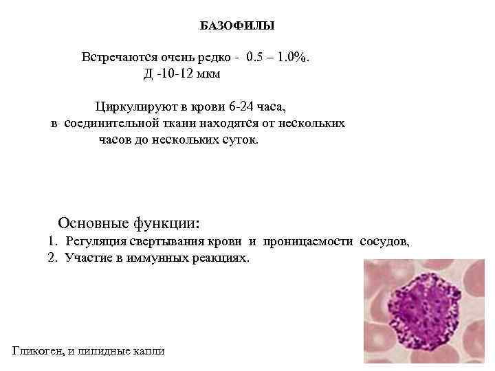 БАЗОФИЛЫ Встречаются очень редко - 0. 5 – 1. 0%. Д -10 -12 мкм