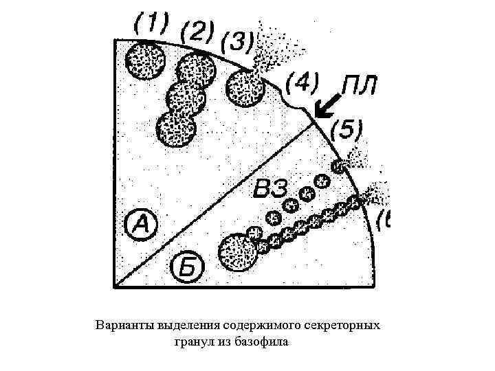 Выделение вариант 1