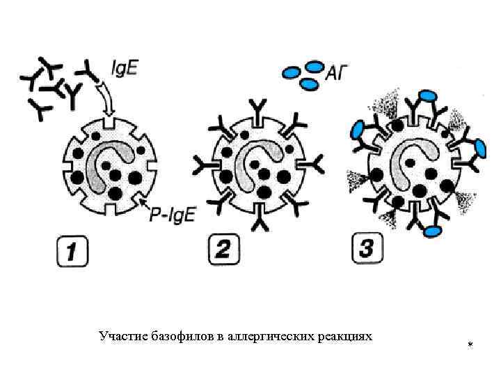 Участие базофилов в аллергических реакциях * 