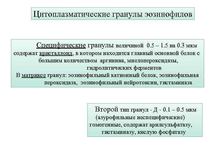 Цитоплазматические гранулы эозинофилов Специфические гранулы величиной 0. 5 – 1. 5 на 0. 3