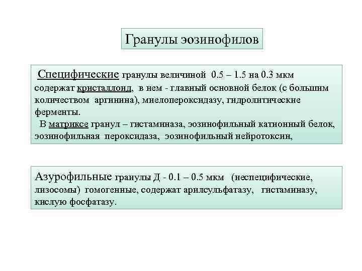 Гранулы эозинофилов Специфические гранулы величиной 0. 5 – 1. 5 на 0. 3 мкм