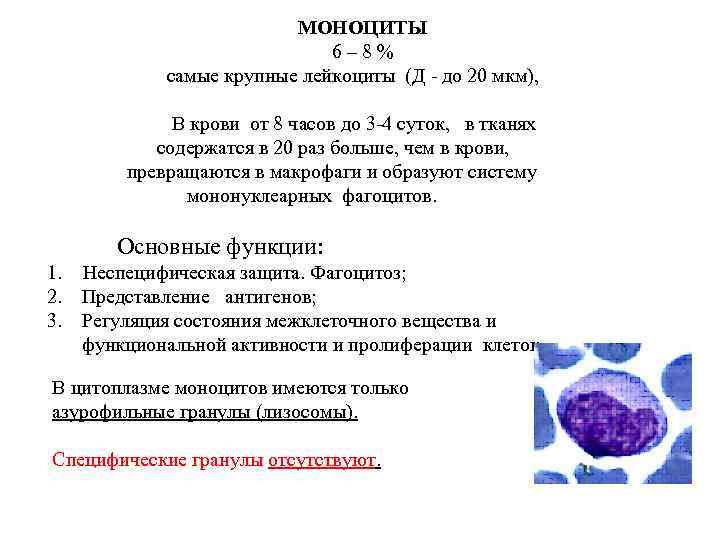 Моноциты у ребенка