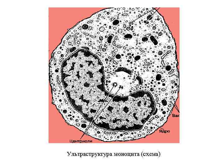 Ультраструктура моноцита (схема) 