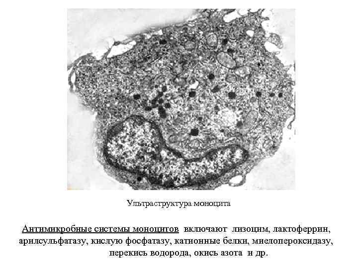 Ультраструктура моноцита Антимикробные системы моноцитов включают лизоцим, лактоферрин, арилсульфатазу, кислую фосфатазу, катионные белки, миелопероксидазу,