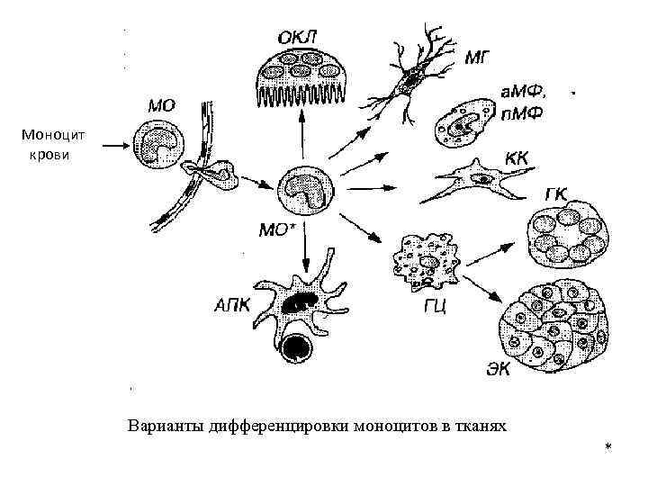 Схема онтогенеза макрофагов