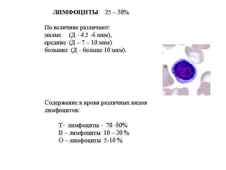 ЛИМФОЦИТЫ 25 – 30% По величине различают: малые (Д - 4. 5 -6 мкм),