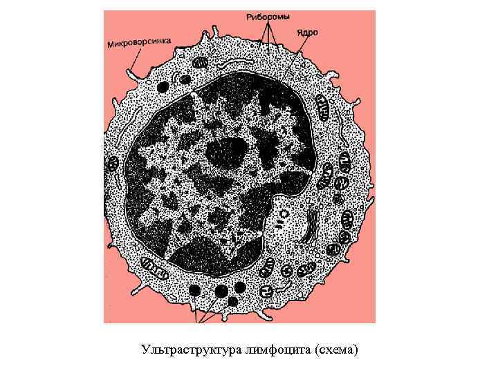 Ультраструктура лимфоцита (схема) 