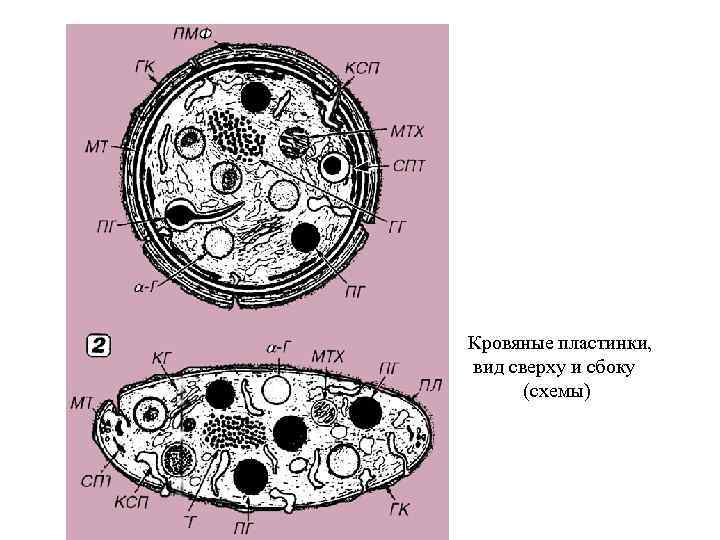 Кровяные пластинки, вид сверху и сбоку (схемы) 