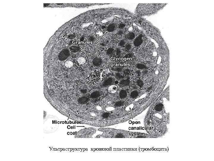 Ультраструктура кровяной пластинки (тромбоцита) 