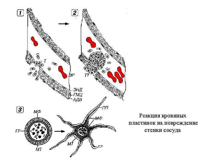 Реакция кровяных пластинок на повреждение стенки сосуда 