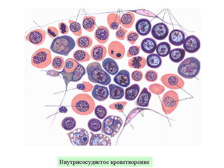 Ткани внутренней среды