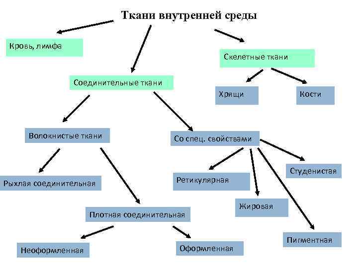 Лимфа ткань. Ткани внутренней среды гистология. Классификация тканей внутренней среды организма. Принципы классификации тканей внутренней среды. Классификация тканей внутренней среды гистология.