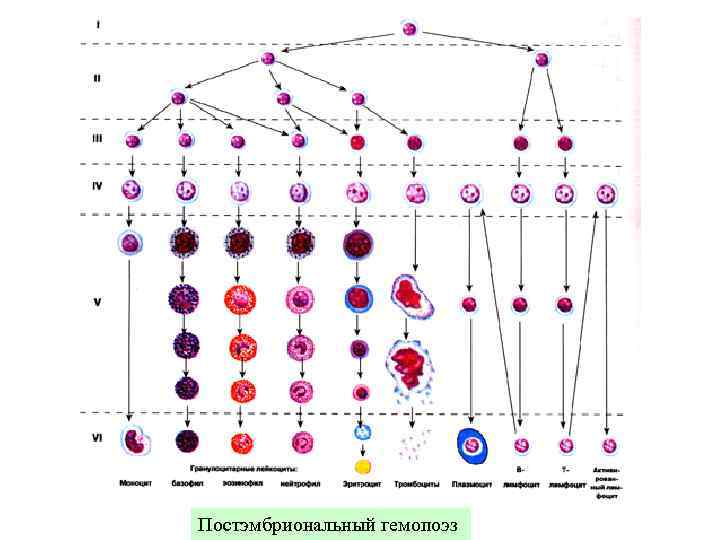 Постэмбриональный гемопоэз 