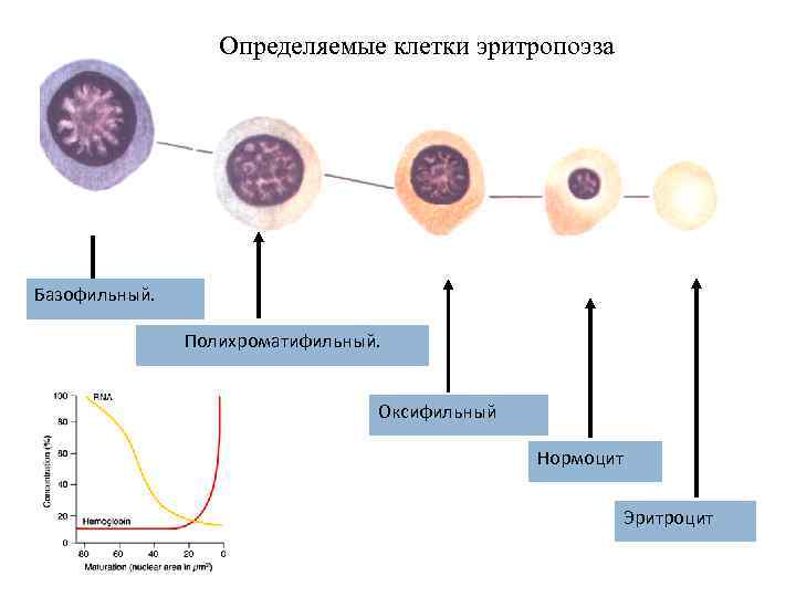 Определите клетку. Оксифильный нормоцит. Оксифильные эритроциты. Базофильный нормоцит. Нормоцит эритроцит клетки.