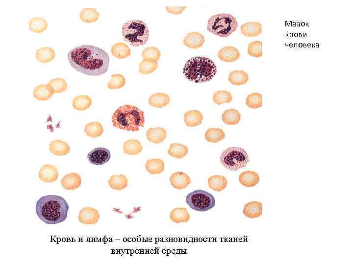 Ткани внутренней среды. Ткани внутренней среды кровь и лимфа. Ткани внутренней среды кровь. Кровь человека Тип ткани.