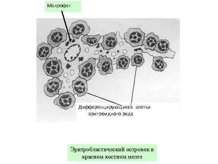 Макрофаг Дифференцирующиеся клетки эритроидного ряда Эритробластический островок в красном костном мозге 