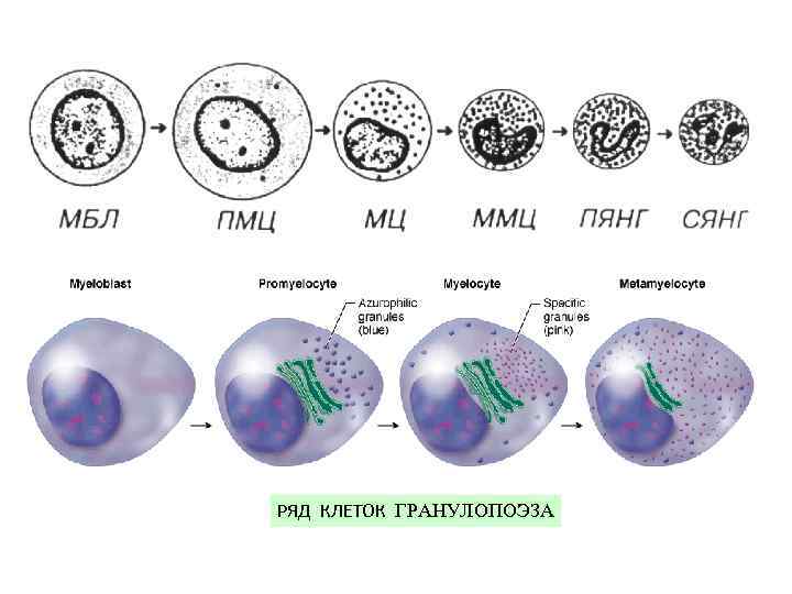 РЯД КЛЕТОК ГРАНУЛОПОЭЗА 