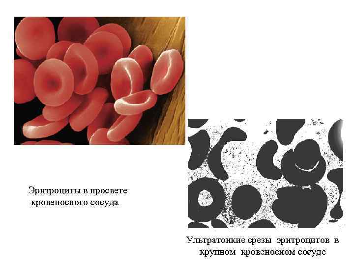 Эритроцит ткань. Эритроциты в Просвете сосудов. Передвижение эритроцита. Деформация эритроцитов в капиллярах.