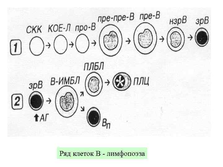 Ряд клеток В - лимфопоэза 