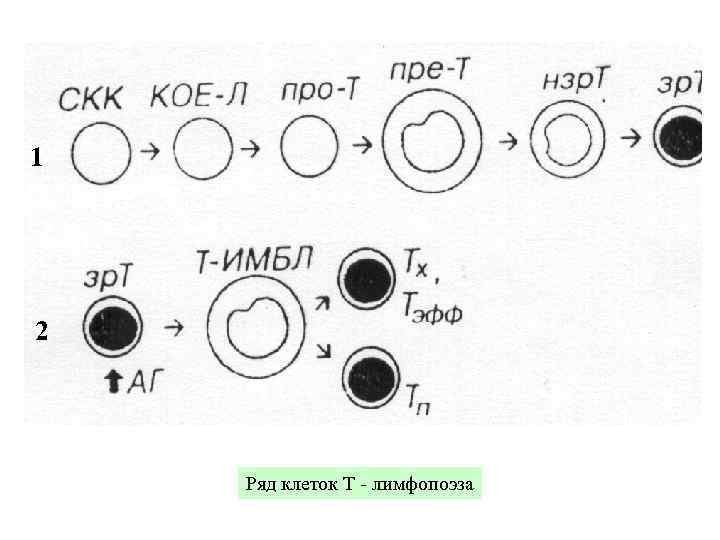 1 2 Ряд клеток Т - лимфопоэза 