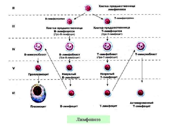 Дифференцировка клеток этапы. Схема дифференцировки в лимфоцитов. Лимфопоэз т-лимфоциты этапы. Схема кроветворения лимфоцитов. 1 Этапы дифференцировки т лимфоцитов схема.