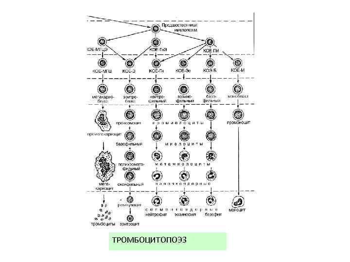 ТРОМБОЦИТОПОЭЗ 
