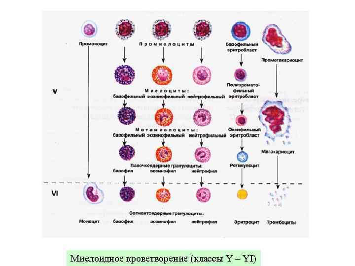 Миелоидное кроветворение (классы Y – YI) 