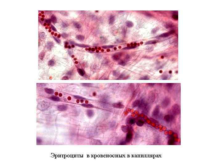 Эритроциты в кровеносных в капиллярах 