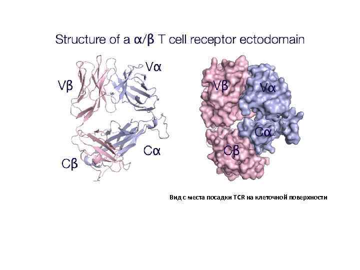 Вид с места посадки TCR на клеточной поверхности 