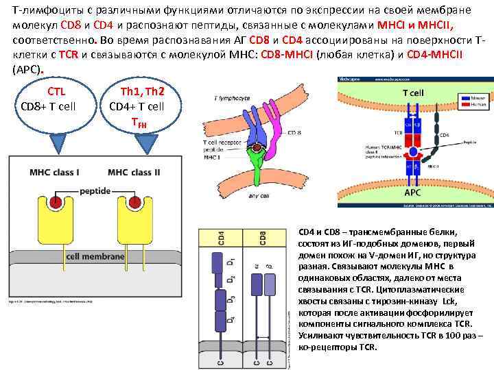 Т-лимфоциты c различными функциями отличаются по экспрессии на своей мембране молекул CD 8 и