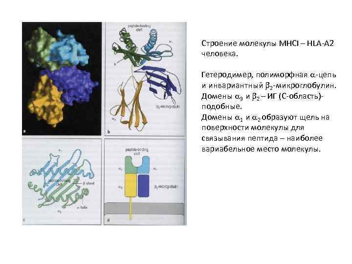 Строение молекулы MHCI – HLA-A 2 человека. Гетеродимер, полиморфная -цепь и инвариантный 2 -микроглобулин.