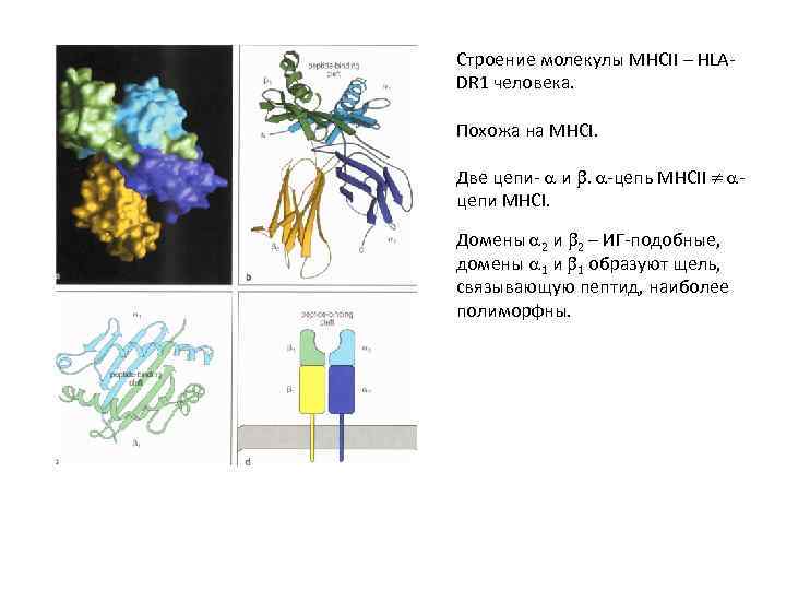 Строение молекулы MHCII – HLADR 1 человека. Похожа на MHCI. Две цепи- и .