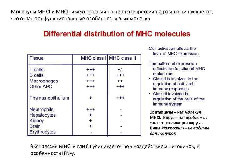 Молекулы MHCI и MHCII имеют разный паттерн экспрессии на разных типах клеток, что отражает