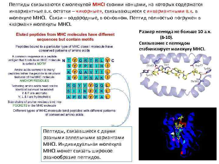 Пептиды связываются с молекулой MHCI своими концами, на которых содержатся инвариантные а. к. остатки