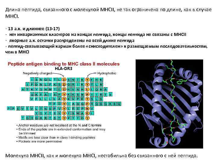 Длина пептида, связанного с молекулой MHCII, не так ограничена по длине, как в случае