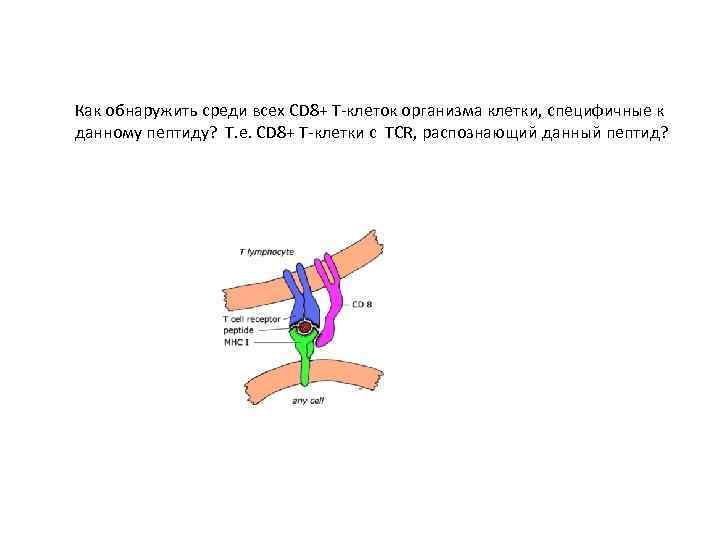 Как обнаружить среди всех СD 8+ Т-клеток организма клетки, специфичные к данному пептиду? Т.