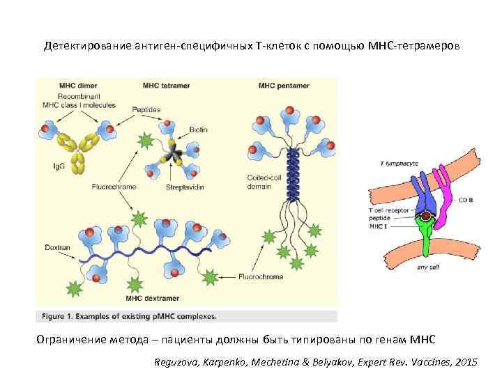 Детектирование антиген-специфичных Т-клеток с помощью MHC-тетрамеров Ограничение метода – пациенты должны быть типированы по