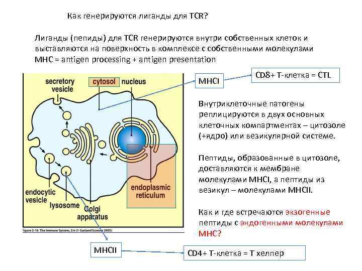 Как генерируются лиганды для TCR? Лиганды (пепиды) для TCR генерируются внутри собственных клеток и