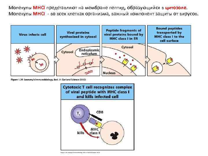 Молекулы MHCI представляют на мембране пептид, образующийся в цитозоле. Молекулы MHCI - во всех